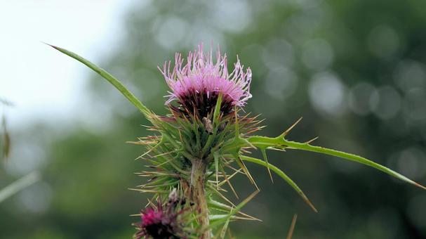 Hakone thistle blooming at the summit of Hakone Komagatake, JPG