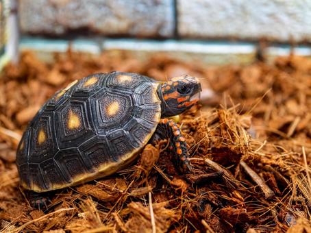 アカアシガメのアップ アカアシガメ,リクガメ,カメの写真素材