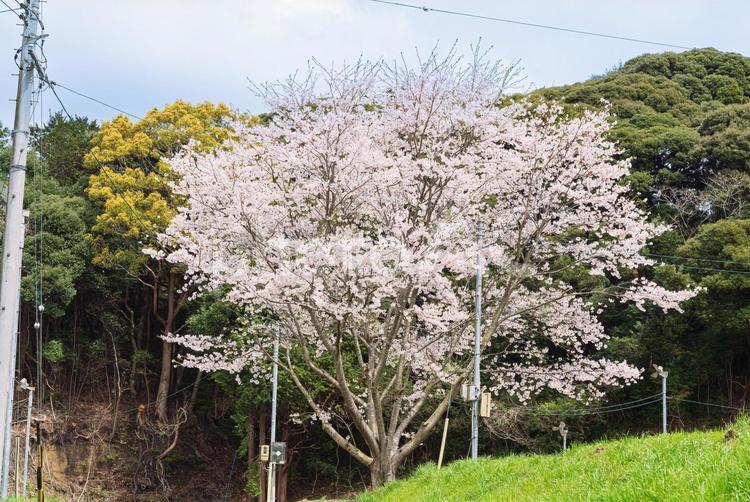 華やかで美しい一本桜 一本桜,桜,木花の写真素材