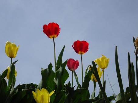 Tulip-1, JPG