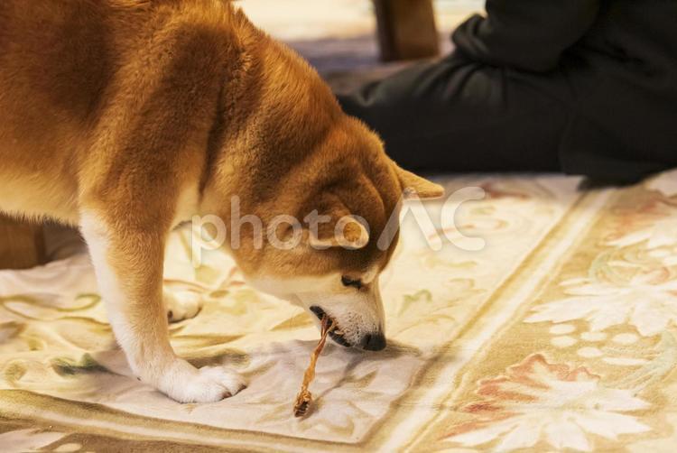 おやつを夢中になってワイルドに食べる柴犬 柴犬,しばいぬ,日本犬の写真素材