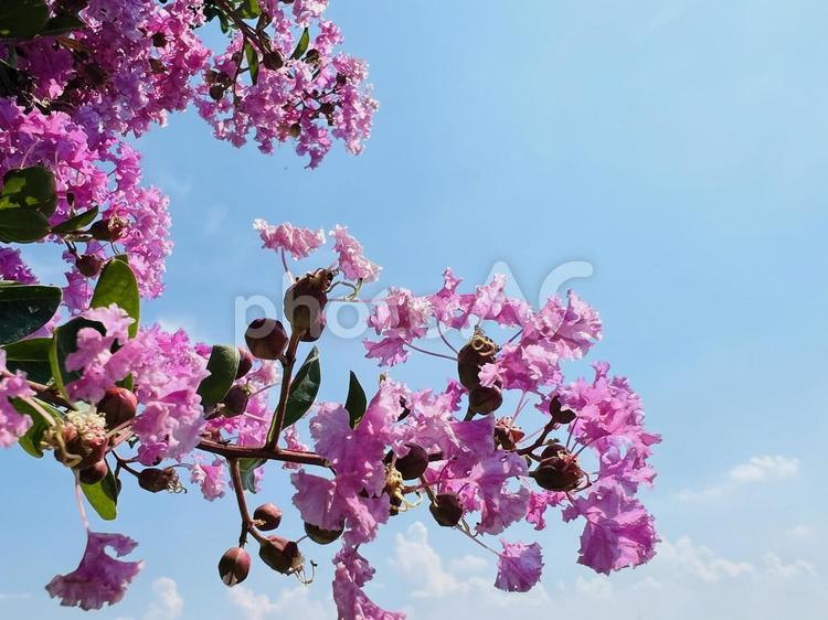 青空に映えるピンクの花と蕾 花,ピンク,紫の写真素材