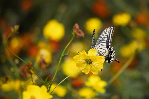 Autumn news: Yellow cosmos and swallowtail butterfly, JPG Autumn news: Yellow cosmos and swallowtail butterfly, JPG