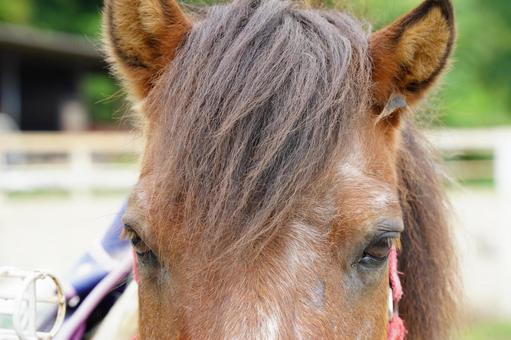 馬の顔 馬の顔の写真