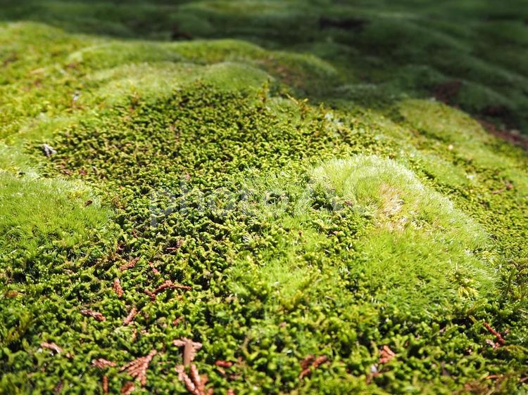日本庭園　苔の絨毯 苔,植物,自然の写真素材
