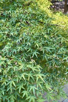 Maple, JPG Maple, JPG