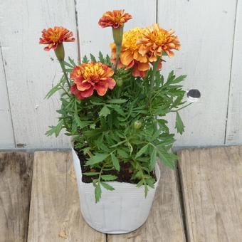 マリーゴールド ストロベリーブロンドの苗 マリーゴールド ストロベリーブロンドの苗 花,マリーゴールド,苗の写真素材