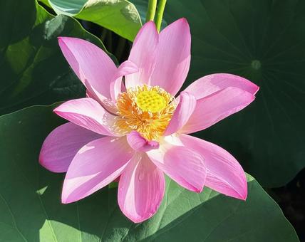 蓮の花 蓮の花の写真