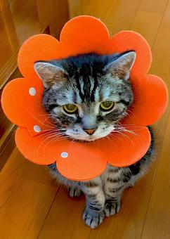エリザベスカラーを着けたデブ猫さん2 エリザベスカラーを着けたデブ猫さん2 猫,猫画像,エリザベスカラーの写真素材