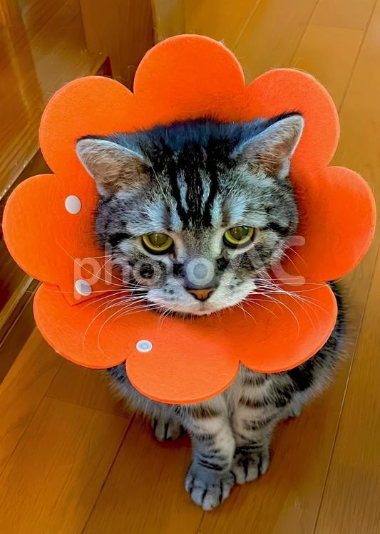 エリザベスカラーを着けたデブ猫さん2 猫,猫画像,エリザベスカラーの写真素材