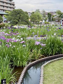 堀切菖蒲園 曇り空の下咲き誇る花菖蒲 堀切菖蒲園 曇り空の下咲き誇る花菖蒲の写真