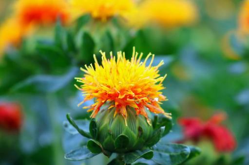 Photo, safflower hata, safflower, red, 