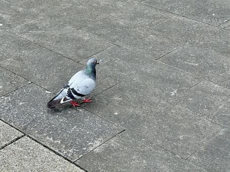 ハト ハト,野鳥,自然の写真素材