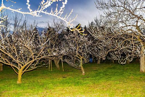 偕楽園公園　満開の梅園 偕楽園,花,梅の写真素材