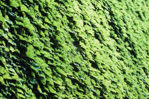Wall ivy 1, JPG