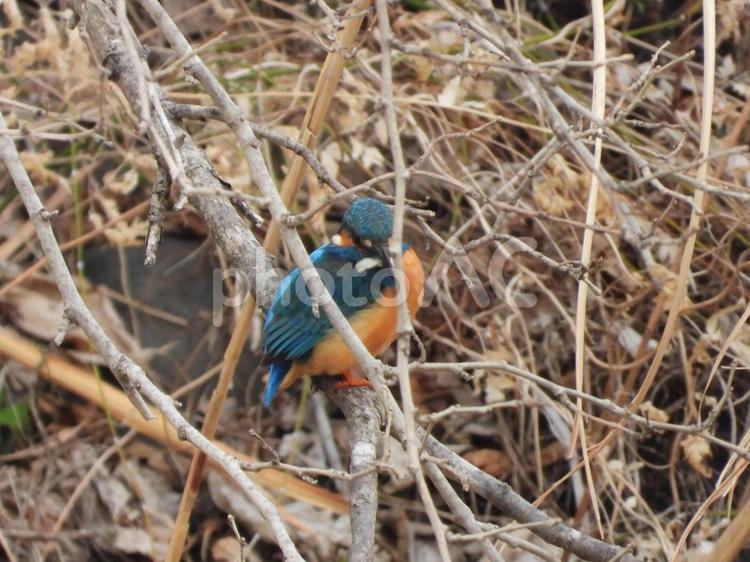 近所の小川で撮ったカワセミ 自然,野生動物,屋外での写真素材