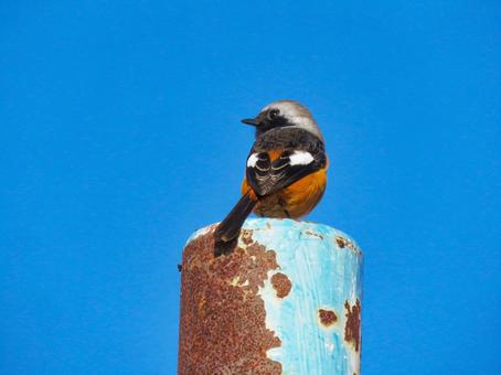 ポールの上に留まるジョウビタキのオス ポールの上に留まるジョウビタキのオスの写真