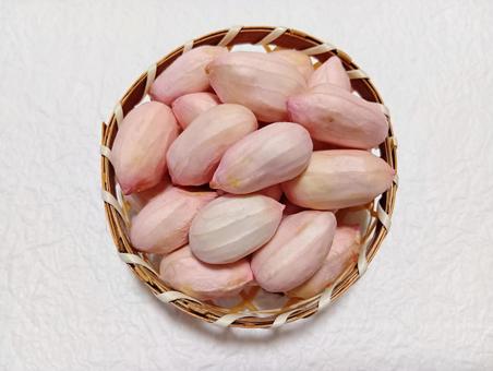 生落花生おおまさり 生落花生おおまさり 落花生,生,おおまさりの写真素材