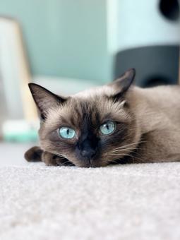 ブルーグレーの壁とシャムミクス ねこ,シャムミックス,シャムの写真素材