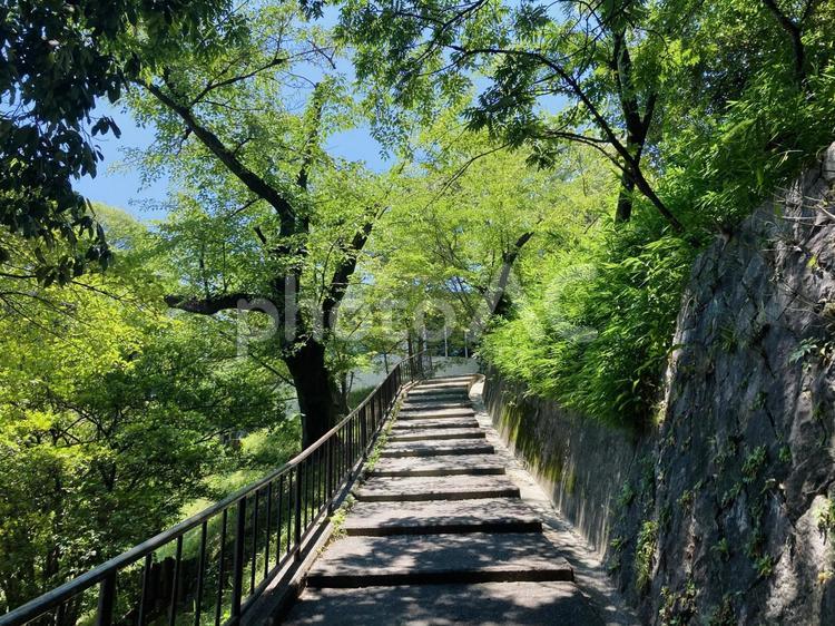 緑に囲まれた階段を登って 緑,木,階段の写真素材