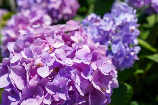 美しい紫ピンクの紫陽花 美しい紫ピンクの紫陽花の写真