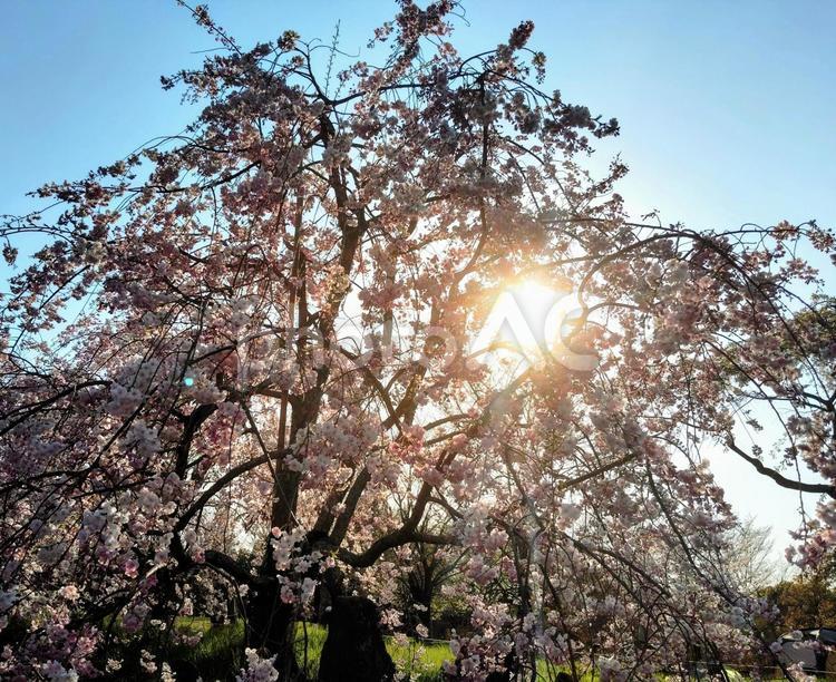 夕暮れと枝垂れ桜 桜,枝垂れ桜,堺市の写真素材