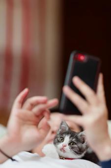 飼い主と猫 マンチカン,猫,子猫の写真素材