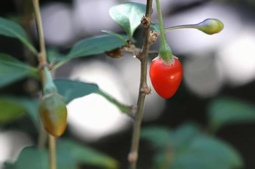 クコの実の写真