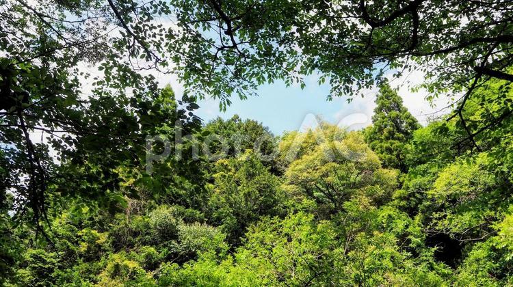 大多喜城周辺・緑の森（千葉県大多喜町） 初夏,大多喜町,大多喜城の写真素材