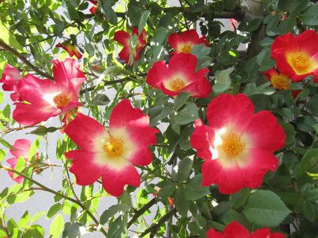 バラ・薔薇 カクテル バラ・薔薇 カクテル カクテル,cocktail,咲く風景の写真素材