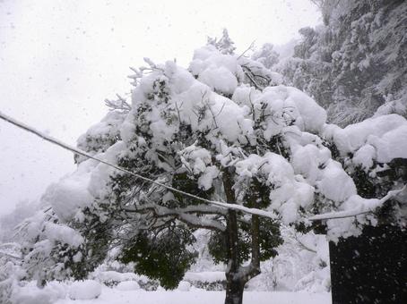 大雪で木に積もった雪10 冬,大雪,雪の写真素材