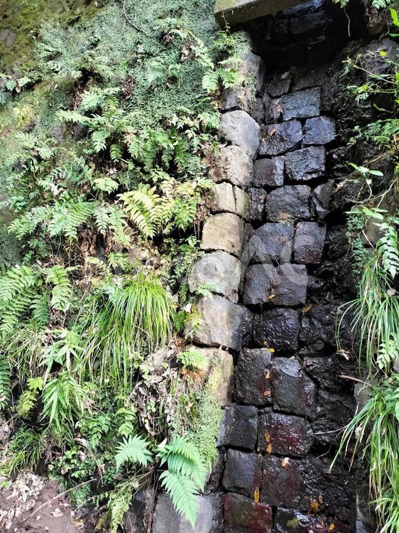 苔むした石造りの水路 苔,水,自然の写真素材