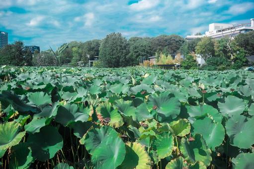 蓮の葉大量 蓮の葉大量 公園,青空,蓮の葉の写真素材