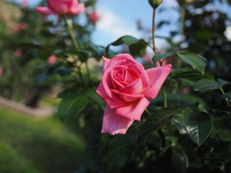 バラ園にて綺麗な薔薇を撮影しました バラ園にて綺麗な薔薇を撮影しました 花,薔薇,自然の写真素材