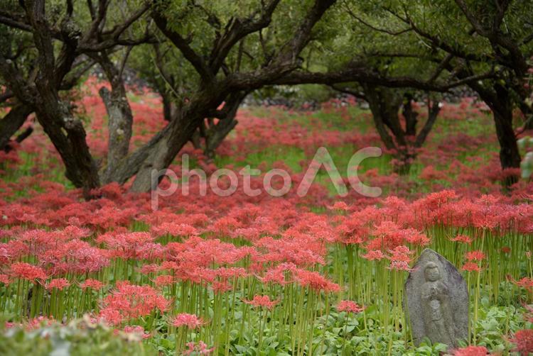 彼岸花とお地蔵さん 彼岸花,曼珠沙華,秋の写真素材