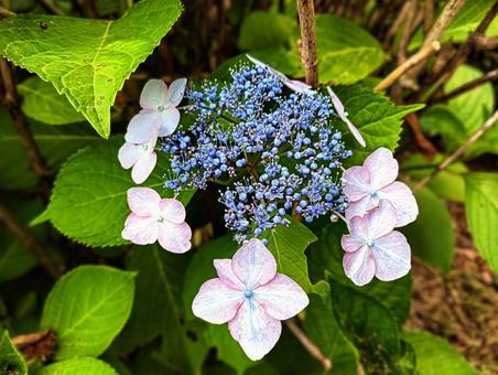 あじさい あじさい あじさい,紫陽花,花の写真素材