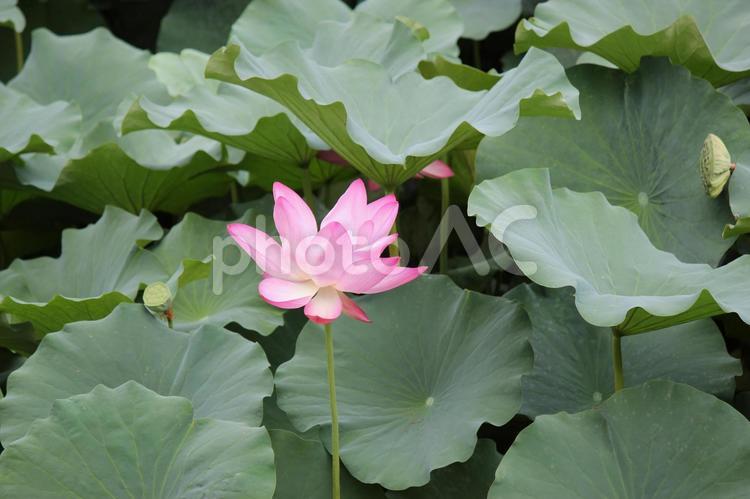 蓮の花 蓮の花,蓮,花の写真素材
