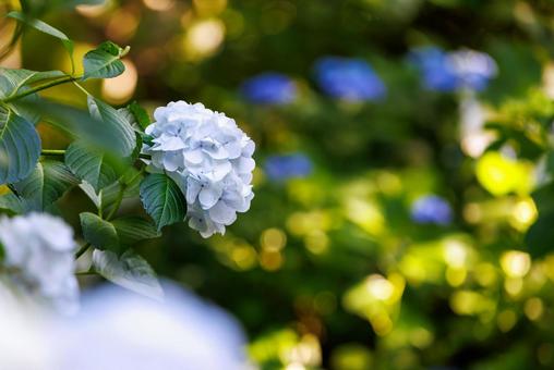 Hydrangeas at Kyuanji Temple, Osaka, JPG