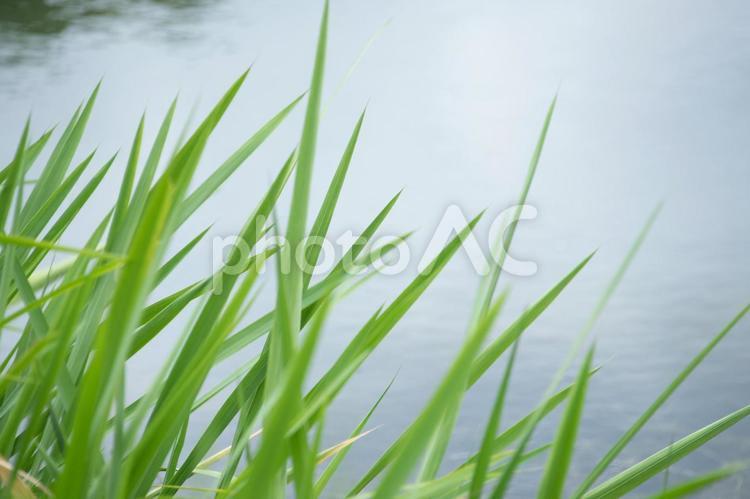 青々とした水辺の葉 葉,緑,自然の写真素材