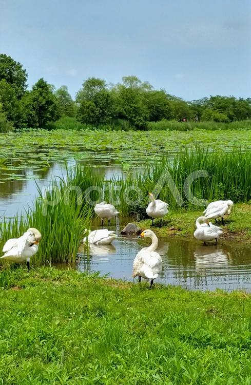 湖岸の白鳥たち５ 白鳥,ハクチョウ,湖の写真素材