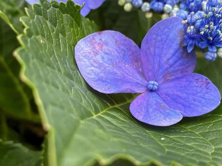 青紫の紫陽花 青紫の紫陽花の写真
