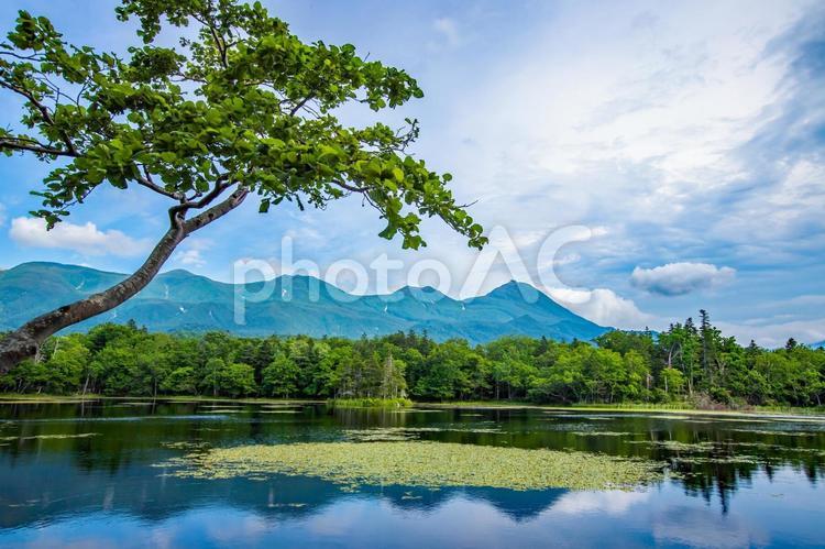 北海道　知床五湖ガイドウォーク 知床,知床五湖,北海道の写真素材