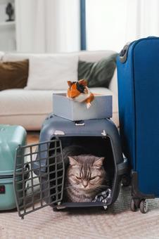 Photo, cat, guinea pig, far away, 
