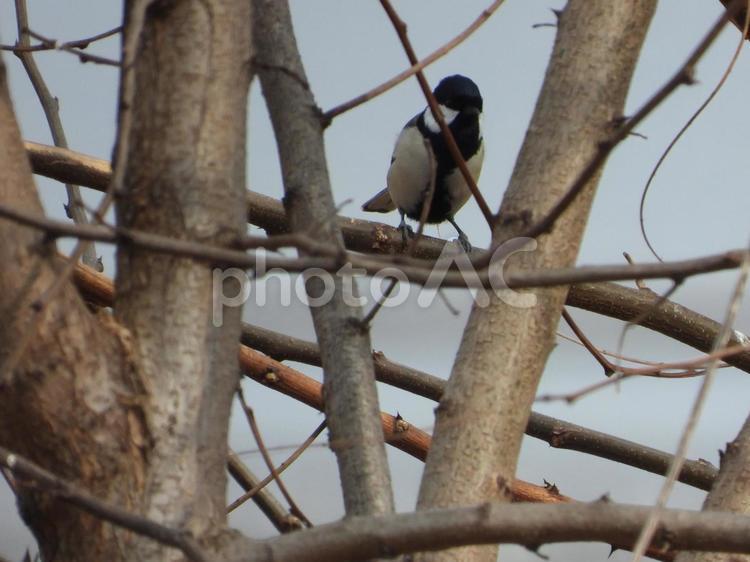 近所の小川で撮ったシジュウカラ 鳥,野鳥,自然の写真素材