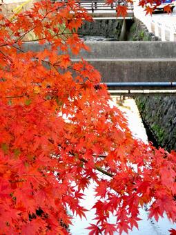 12月・水路脇に色付く真っ赤な紅葉 紅葉,もみじ,かえでの写真素材