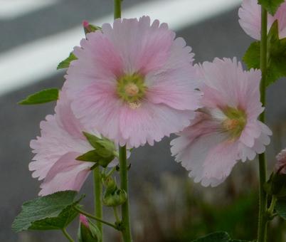 [Flower photo] Hollyhock, JPG