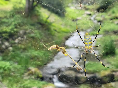 自然 昆虫 大きなジョロウグモ 自然 昆虫 大きなジョロウグモ クモ,生き物,自然の写真素材