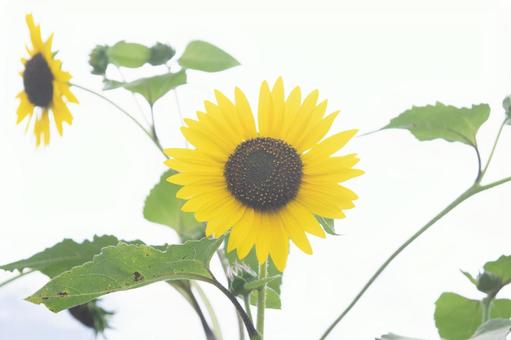ひまわり ひまわりの写真