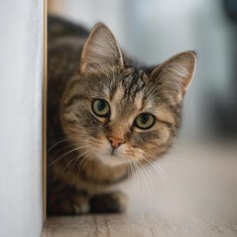 室内の猫 室内の猫の写真