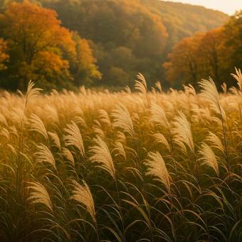 朝のススキ畑風景の写真